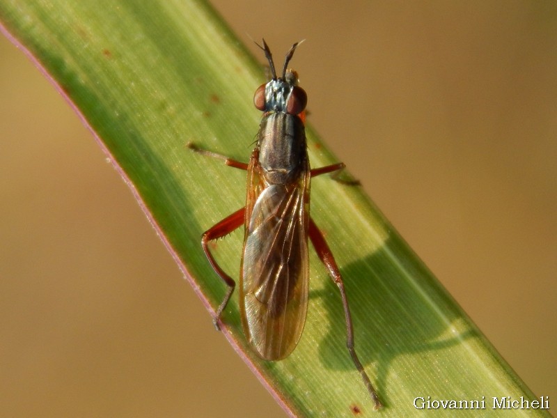 Richiesta ID